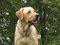 Free Mans Best Friend Stock Photography - 6120332