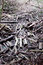 Free Cut Logs Royalty Free Stock Photography - 6124577