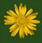 Free Flower Illustration Royalty Free Stock Images - 6127239