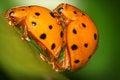 Free Ladybugs Mating Royalty Free Stock Photo - 6130885