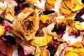 Free Dried Flower Petals Royalty Free Stock Image - 6130926