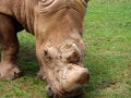 Free White Rhino Royalty Free Stock Photos - 6131998
