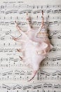 Free Shell On Music Music Score Book Stock Images - 6133384