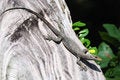 Free A Lizard At A Tree Royalty Free Stock Photo - 6136185