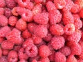 Free Juicy Raspberry Royalty Free Stock Photos - 6138098