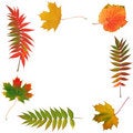 Free Leaves Of Autumn Stock Photography - 6138982
