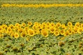 Free Field Of Sunflowers. Royalty Free Stock Image - 6139826