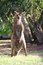 Free Standing Kangaroo Stock Photos - 6134293