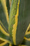 Free Agave Americana Stock Photo - 6134380