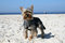 Free Yorkshire Terrier Royalty Free Stock Image - 6136466