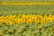 Free Field Of Sunflowers. Royalty Free Stock Image - 6139826