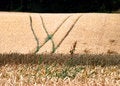 Free Wheat Crop Royalty Free Stock Image - 6141416