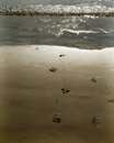 Free Sandy Footprints Royalty Free Stock Photos - 6144388