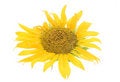 Free Sunflower Royalty Free Stock Image - 6145226