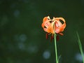Free Michigan Lily Royalty Free Stock Photos - 6147128