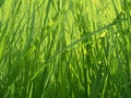 Free Grass Background Royalty Free Stock Photo - 6148335