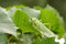 Free Locust On Leaves Stock Photography - 6141092