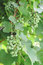 Free Green Vine Royalty Free Stock Photography - 6141277