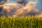 Free Corn And Stormy Clouds Royalty Free Stock Image - 6141486