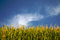 Free Corn And Whispy White Clouds Royalty Free Stock Images - 6141639