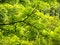 Free Green On Green Stock Image - 6146311