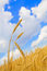 Free Background With Golden Wheat And Blue Clouded Sky Stock Photo - 6147320