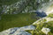 Free Crocus Meadow Stock Image - 6148181