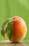 Free Fresh Picked Peach Royalty Free Stock Photography - 6148457