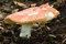 Free Mushroom In The Dirt Stock Photography - 6149072