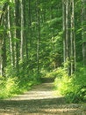 Free Trail In The Forest Stock Image - 6150871