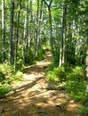Free Forest Trail Stock Image - 6151021