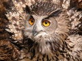 Free Eagle Owl (Bubo Bubo) Stock Photos - 6154473