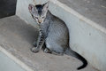 Free Cats Royalty Free Stock Image - 6155756