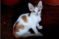 Free Cats Stock Photo - 6155770