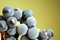 Free Grapes Stock Photography - 6152832