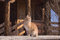 Free Sitting Red Tabby Cat Stock Photo - 6153070