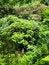 Free Canopy Stock Image - 6156591