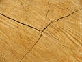 Free Tree Stock Photo - 6163020