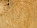 Free Tree Royalty Free Stock Photo - 6163035