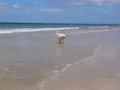 Free Dog By Seaside Stock Photos - 6163413