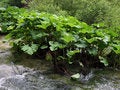 Free Rapids In The Woods Stock Images - 6165994