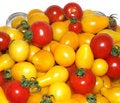 Free Tomatoes Stock Photography - 6166352