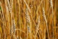 Free Cereal Field Royalty Free Stock Image - 6167426