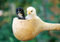 Free Two Small Chickens Royalty Free Stock Image - 6162006