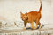 Free Grumpy Cat Stock Photos - 6169123