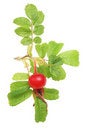 Free Rose Hip And Foliage Stock Photo - 6176120