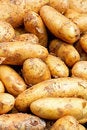 Free Sweet Potato Vertical Stock Photos - 6177563