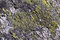 Free Lichen Rock Texture Stock Image - 6173271