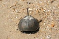 Free Sea Creature Royalty Free Stock Image - 6180426