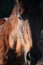 Free Horse Head  2 Stock Image - 6183781